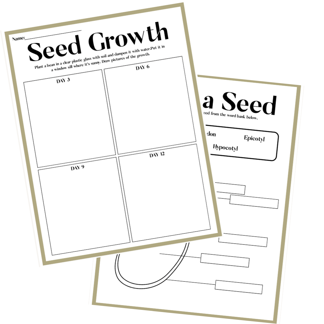Plants Life Cycle Activity Bundle