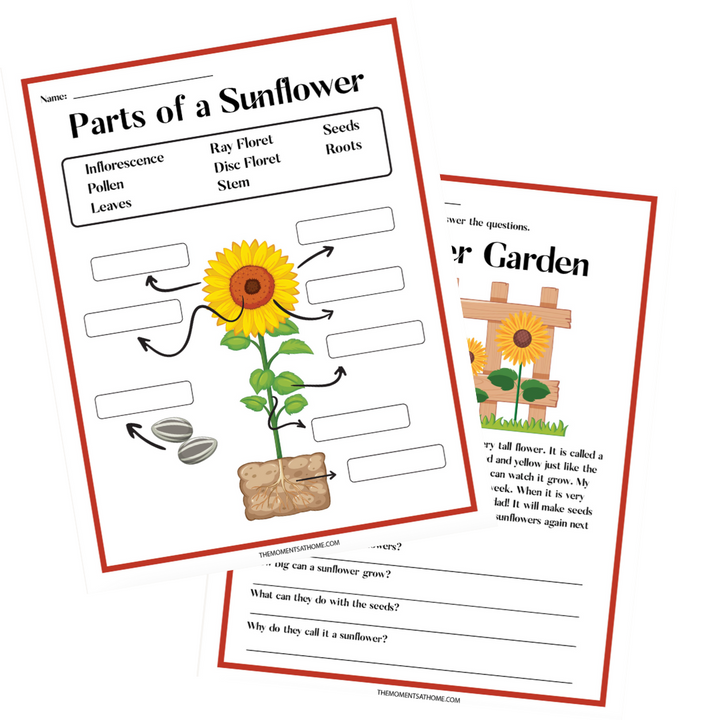 Plants Life Cycle Activity Bundle